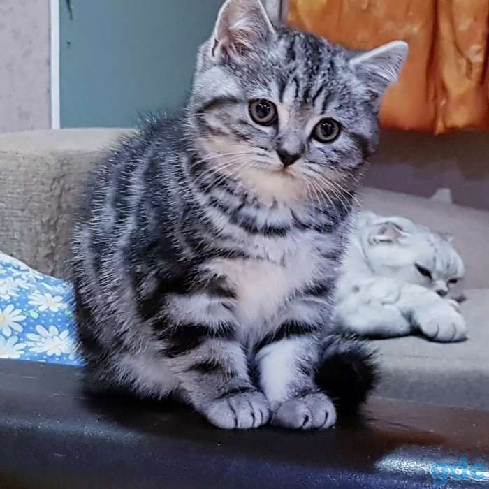 Шотландская кошечка.котенок., фотография 2
