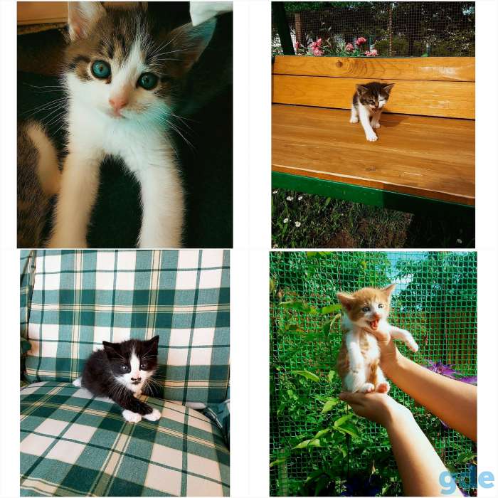 Котята и кошки в добрые руки бесплатно, фотография 1