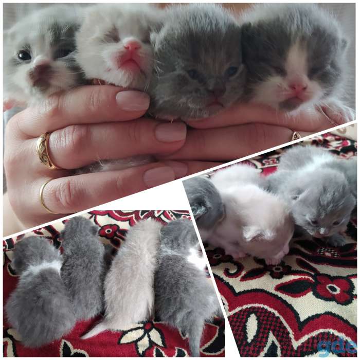 Британские котята, фотография 1