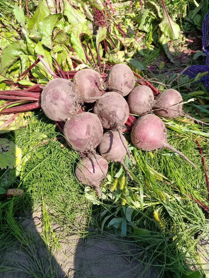 Реализуем продукцию собственного производства свекла, фотография 1