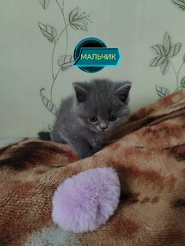 Продаю шотландских вислоухих и прямоухих котят, фотография 7