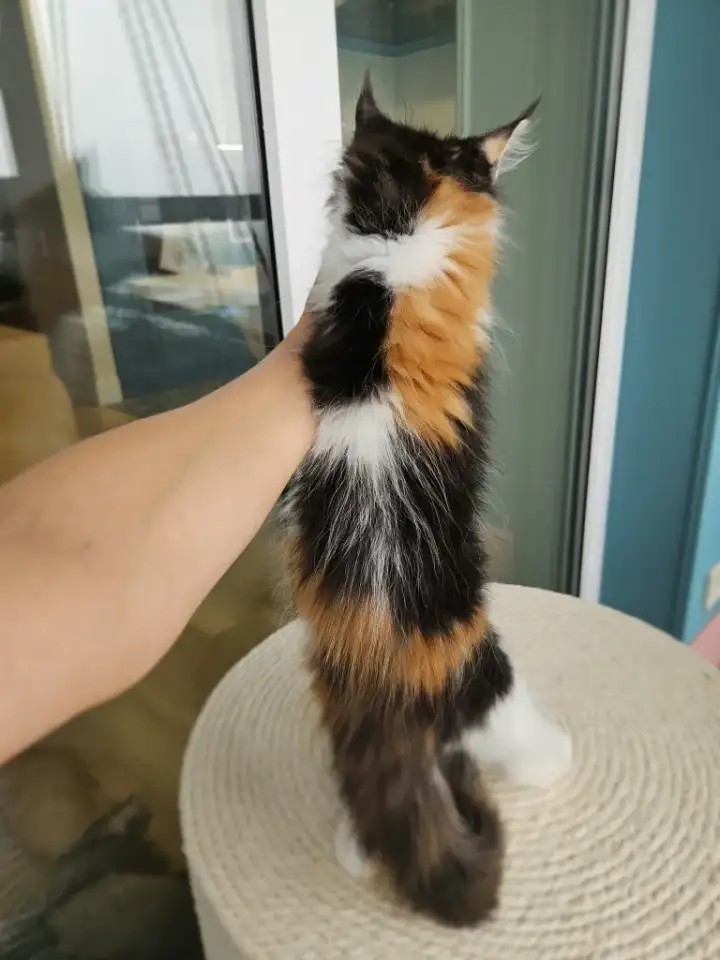 Котенок мейн кун из питомника, фотография 2