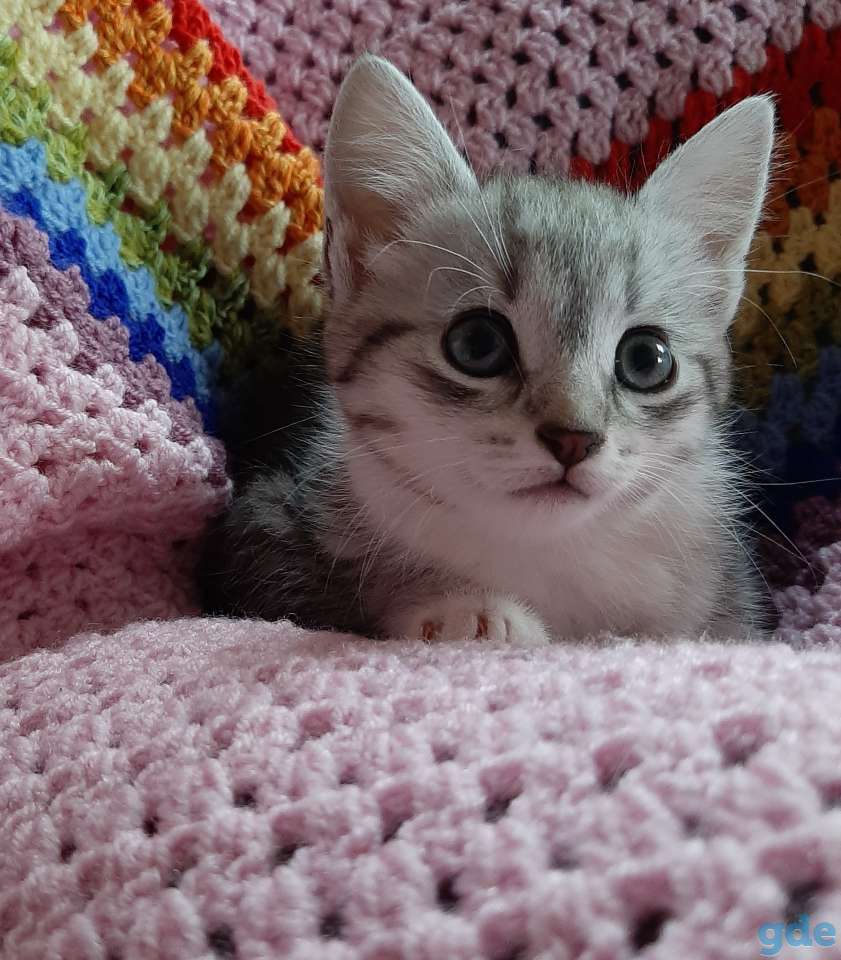 Котята в хорошие руки, фотография 8