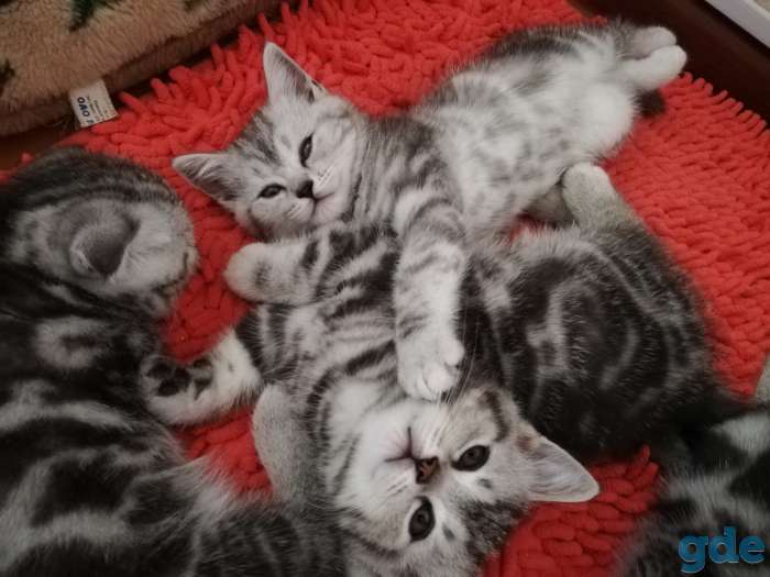 Шотландские котята, фотография 6