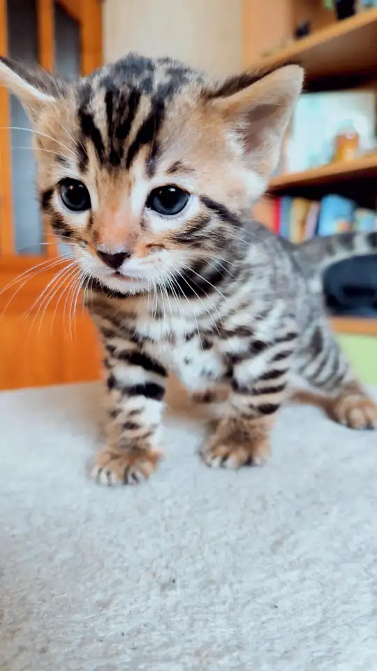 Бенгальские  котята, фотография 1