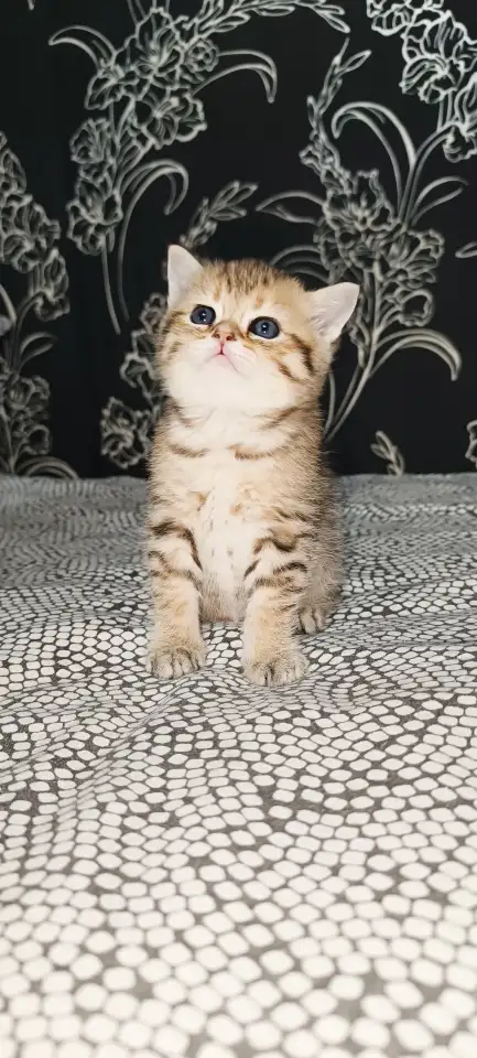 Шотландские котята, фотография 2
