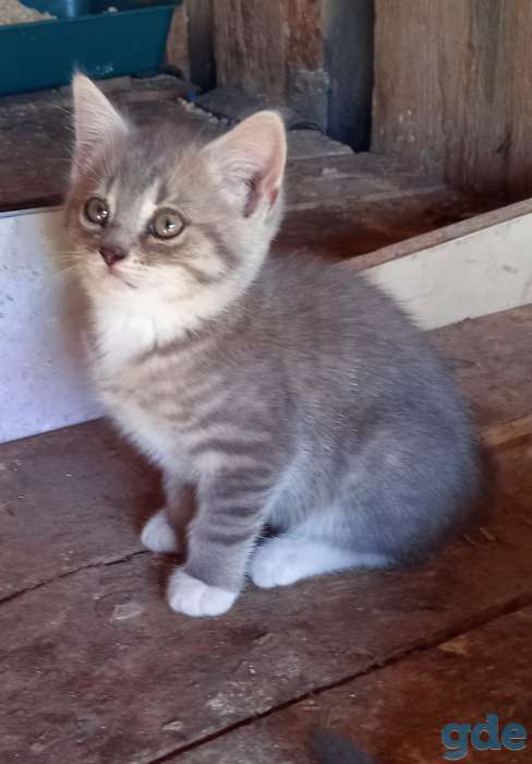 Продам котят, фотография 2