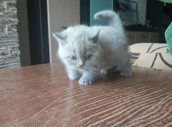 Продам британского котенка, фотография 6