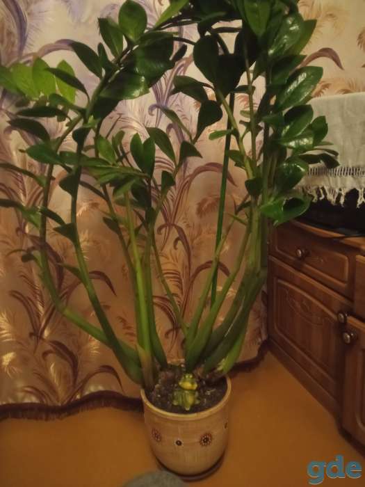 Продам цветок, фотография 1