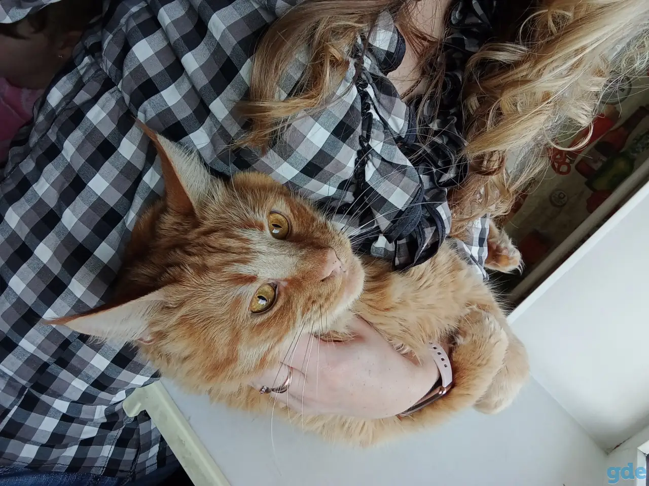 Продам кота МейнКуна, фотография 3