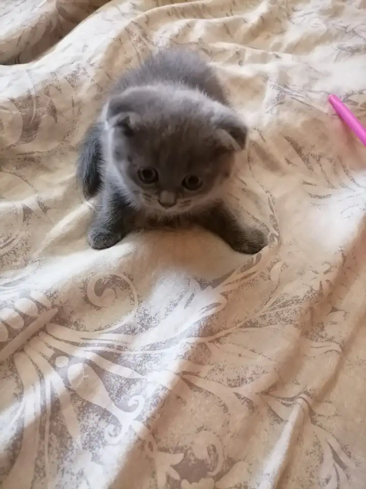 Шотландские котята, фотография 2