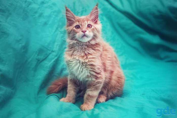 Котята, фотография 2