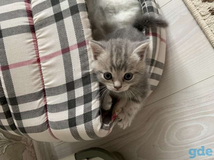 Продам шотландских - вислоухих котят, фотография 10