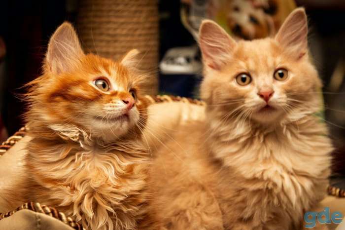 продажа котят - Курильский бобтейл, фотография 1