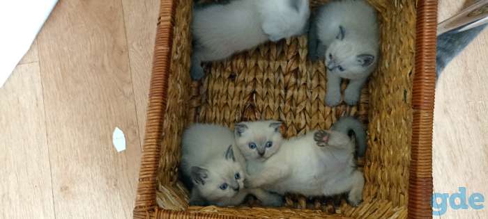 Котята шотландские, фотография 7