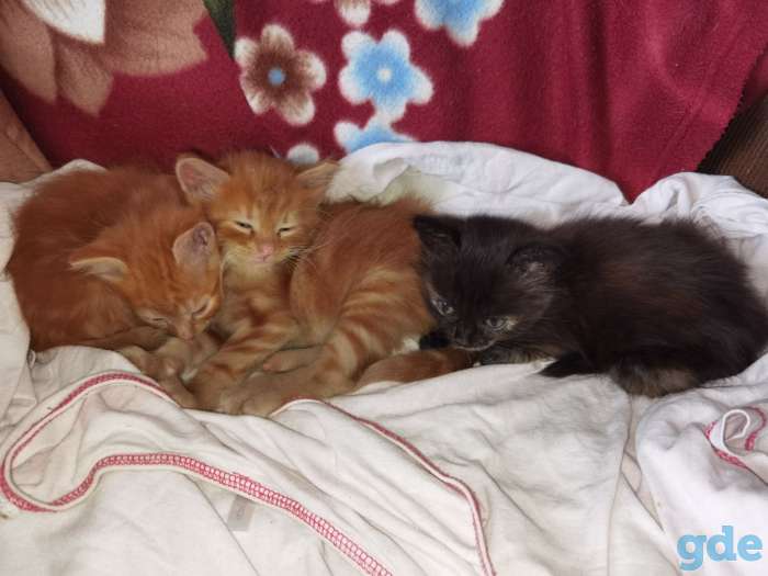 Котята в дар, фотография 1