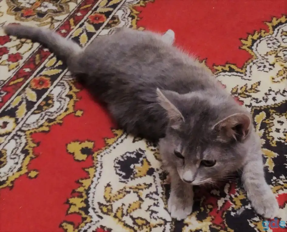 Котята в дар, в добрые руки, фотография 5