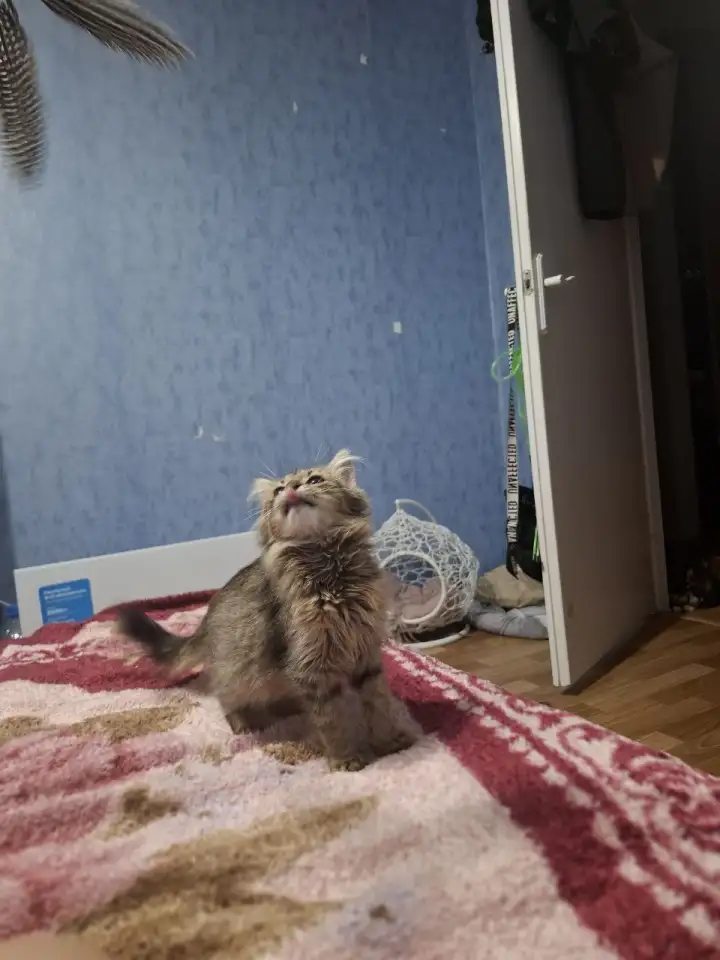 Котёнок в дар, фотография 2