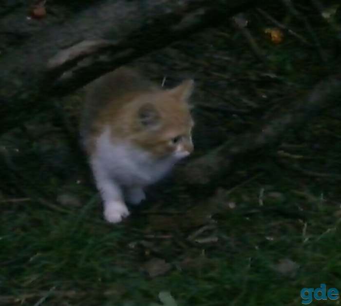 Котятам срочно нужен дом, фотография 4