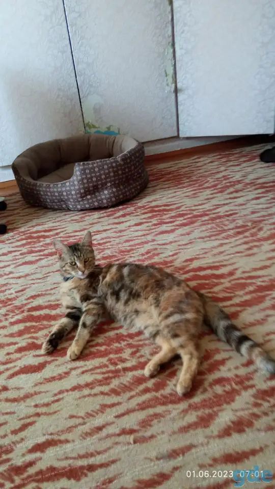 Кошечка ищет дом, фотография 4