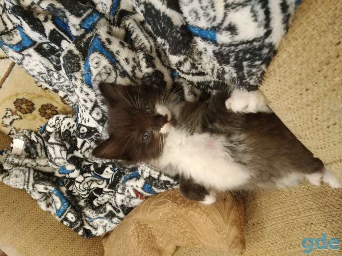 Котенок в дар, фотография 2