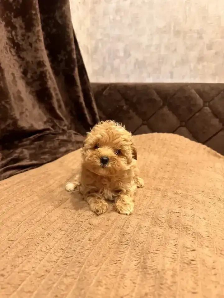 Мальтипу мини, фотография 3
