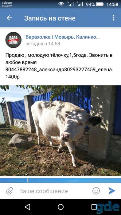 Продам продаю молодую тёлочку, фотография 1