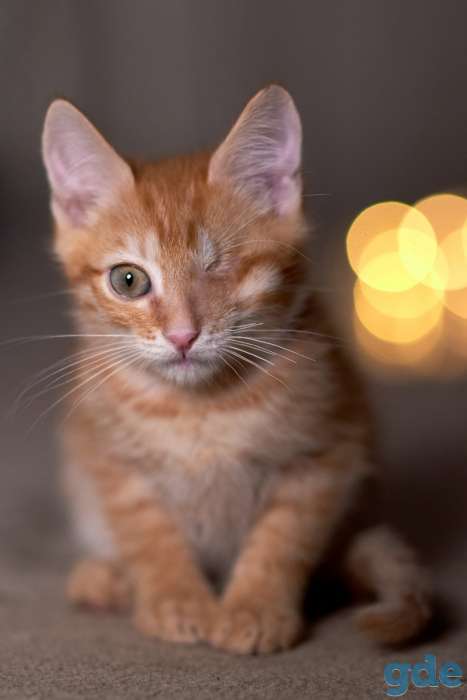 Котенок в дар в хорошие руки, фотография 3