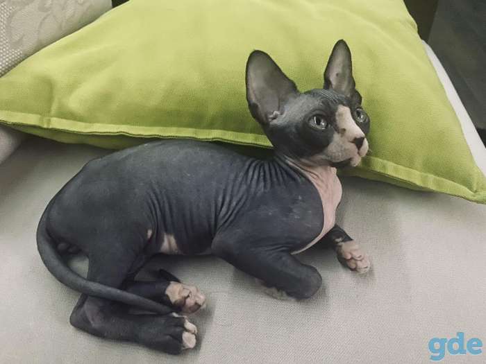 Котята сфинкса, фотография 3