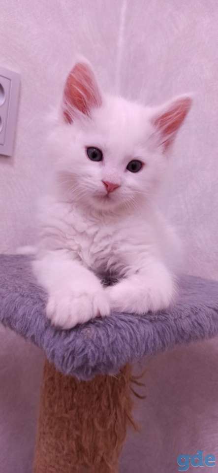 Готовы к продаже котята породы мейн-кун, фотография 8