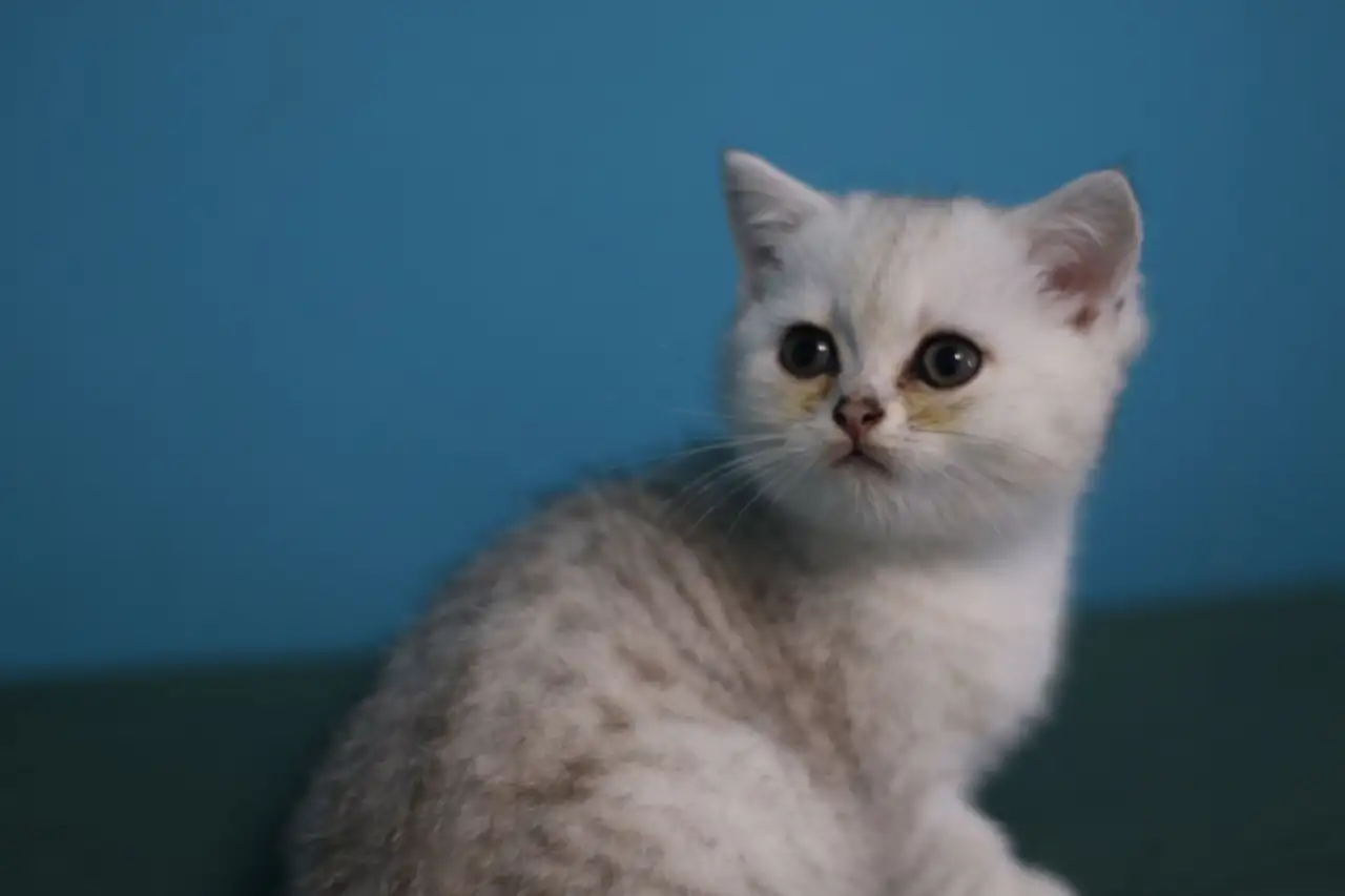 Шотландские котята, фотография 11
