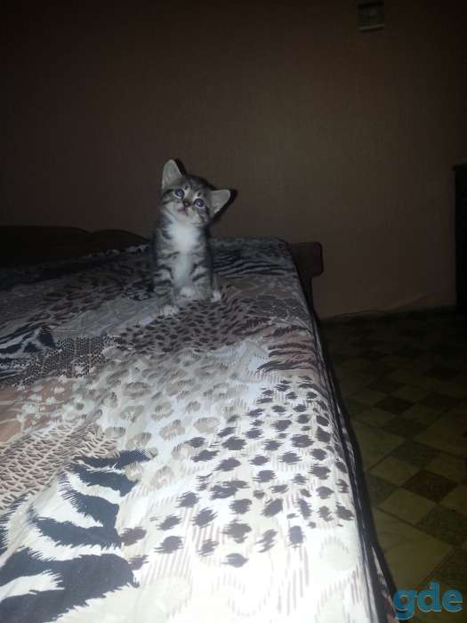 Котята в добрые руки, фотография 1