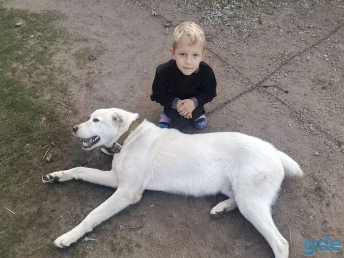 Найден алабай мальчик., фотография 1