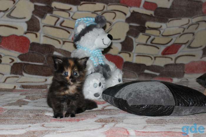 Котята Мейн Кун, фотография 5