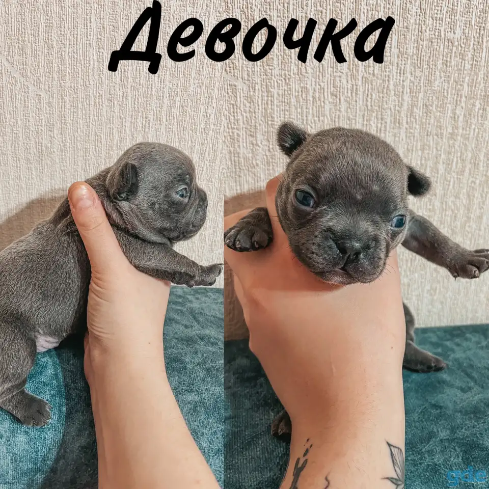 Французские булочки, фотография 8