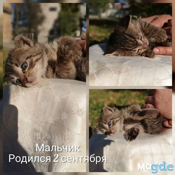 Котята ищут дом или передержку, фотография 5