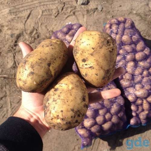 Продам картофель, фотография 1