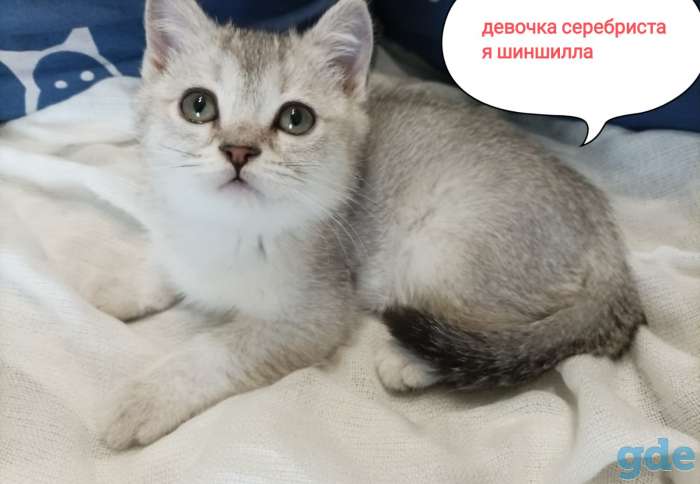 Чистокровные шотландские короткошерстные котята, фотография 4