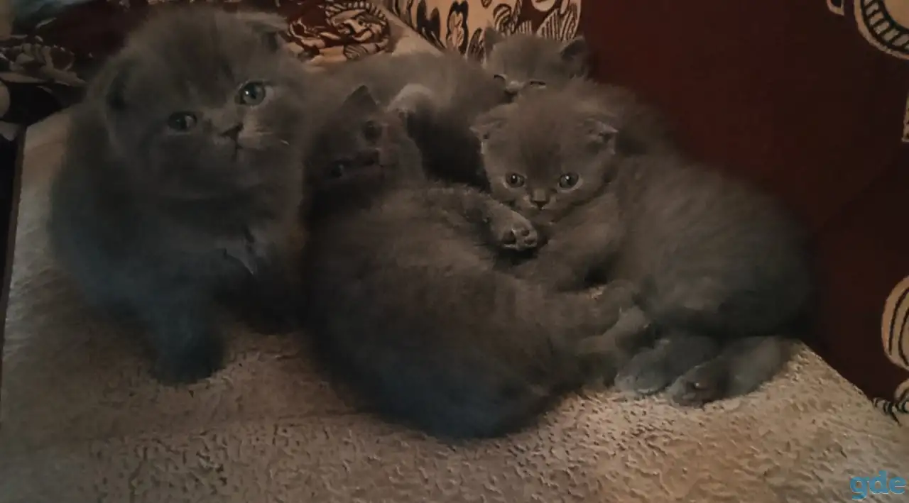 Продам британских котят, фотография 4