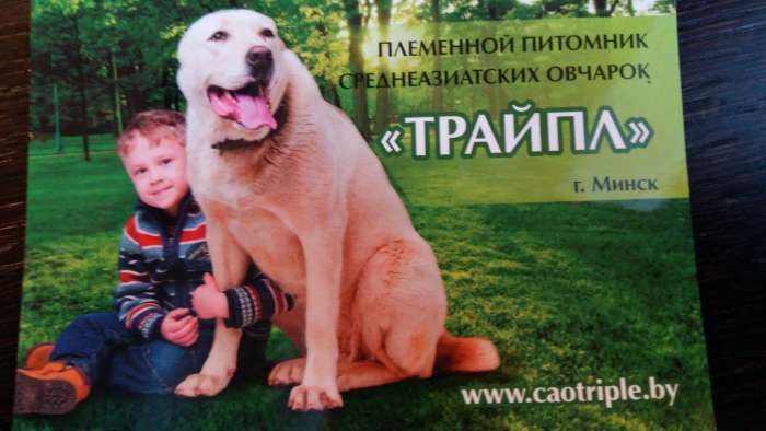 продаются породные щенки алабая - среднеазиатской овчарки САО, фотография 1