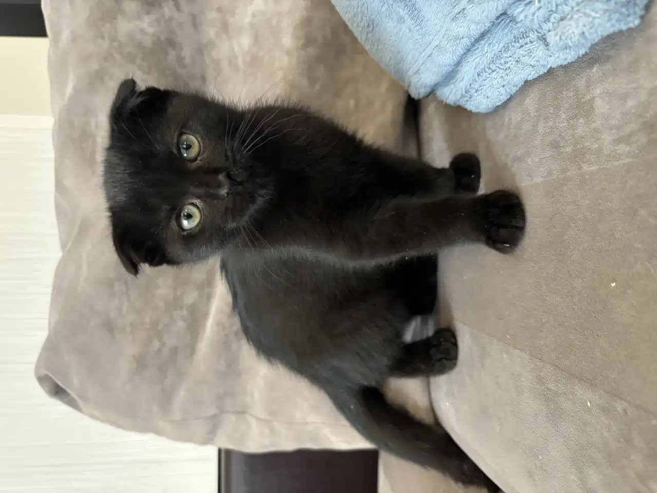 Шотландские котята, фотография 4