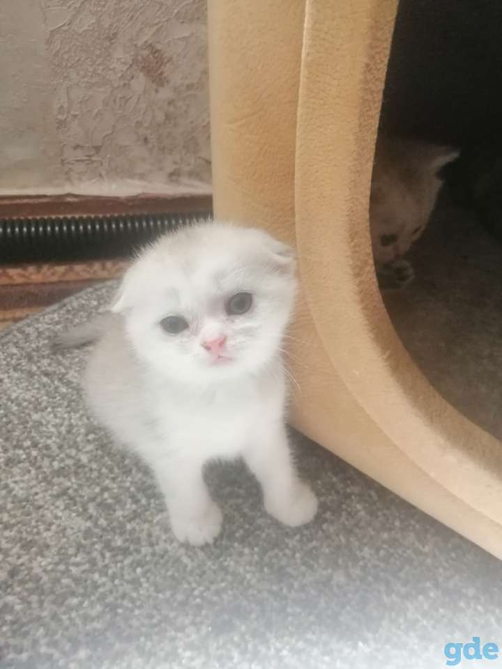 Шотландский котенок, фотография 2
