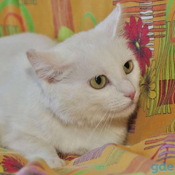 Котик ищет дом, фотография 1