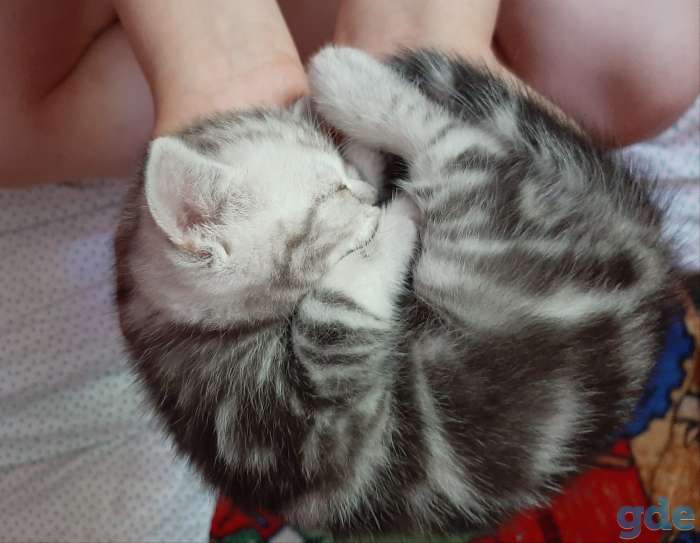 Шотландские котята, фотография 5