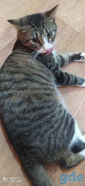 Котики ищут дом, фотография 4