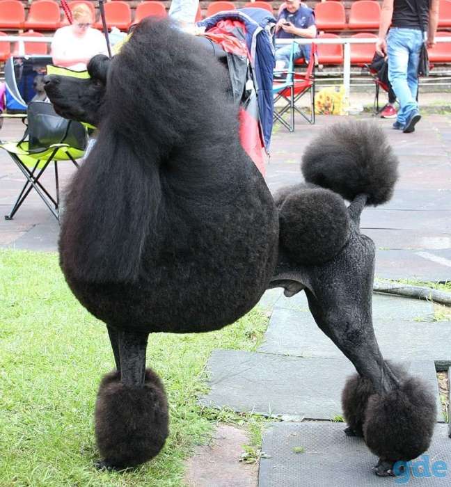 Королевские Пудели, фотография 5