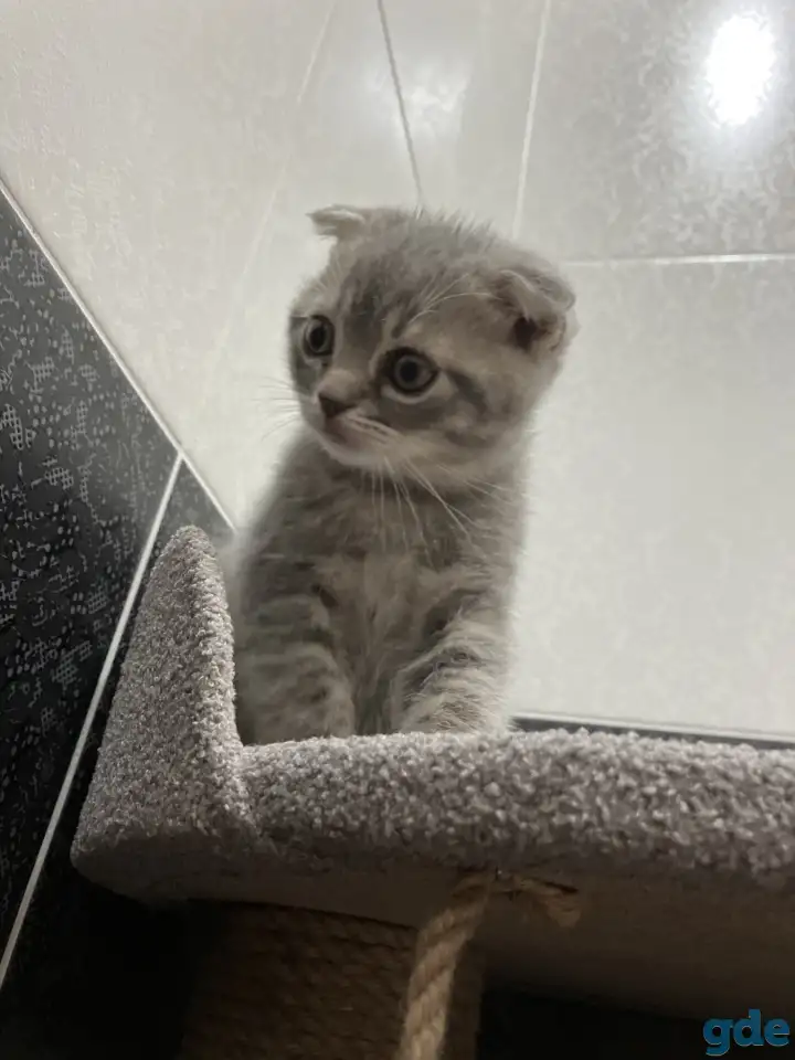 Шотландские котята, фотография 1