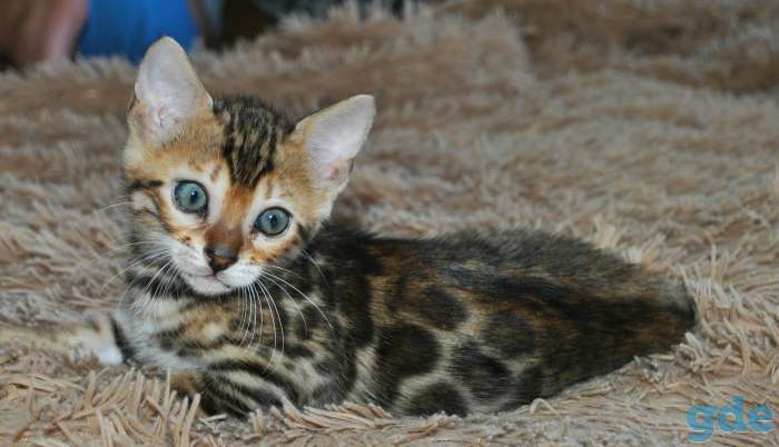 Бенгальские кошечкт, фотография 6