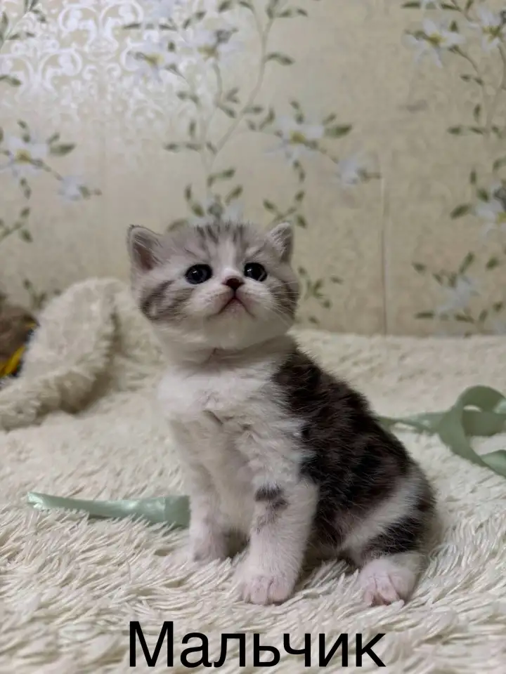 Котята Шотландские вислоухие, фотография 2