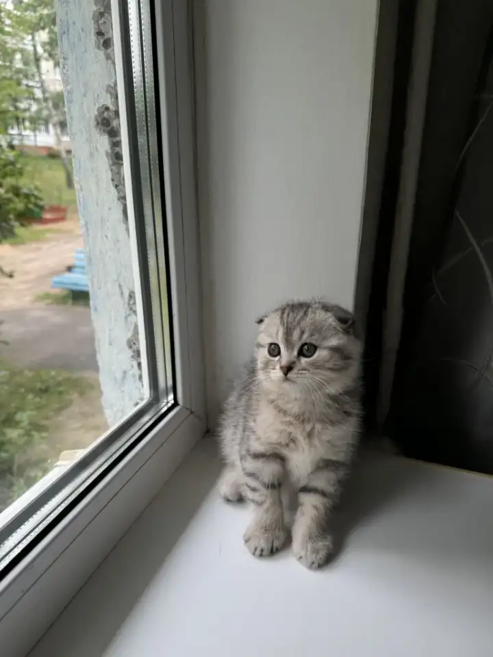 Шотландские котятатабби, фотография 2